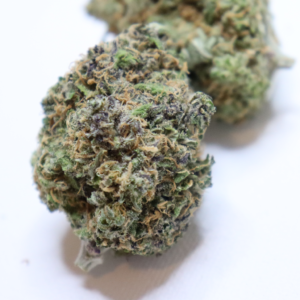 PINK MIMOSA
