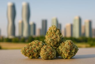 Cannabis Buds with Mississauga Skyline
